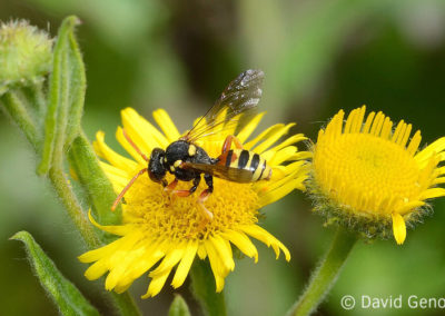 Flower Power – Ressources florales pour les insectes pollinisateurs
