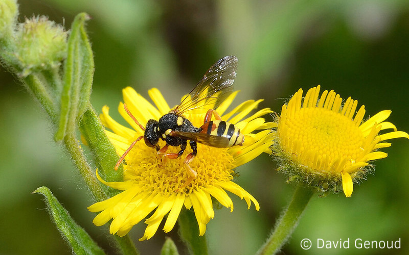 Flower Power - Ressources florales pour les insectes pollinisateurs (Nomada flavopicta male 1 © David Genoud