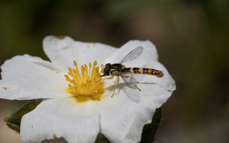 Insectes pollinisateurs Ajaccio (Corse) – base de données